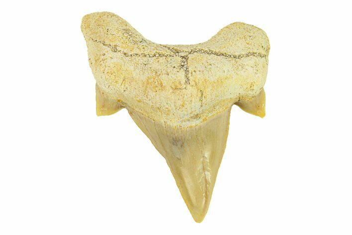 Pathological Otodus Shark Tooth - Morocco #289630